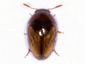 Olibrus corticalis